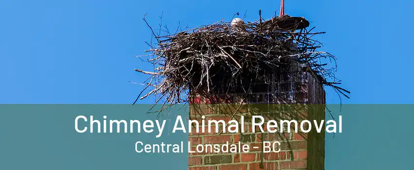 Chimney Animal Removal Central Lonsdale - BC