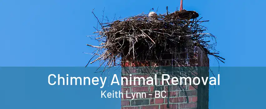 Chimney Animal Removal Keith Lynn - BC