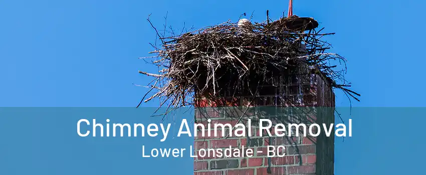 Chimney Animal Removal Lower Lonsdale - BC