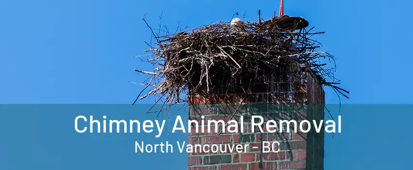 Chimney Animal Removal North Vancouver - BC