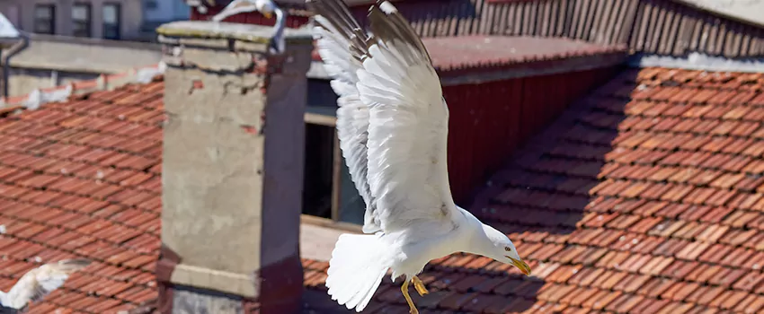 Residential Chimney Animal Removal Solution in Central Lonsdale, BC